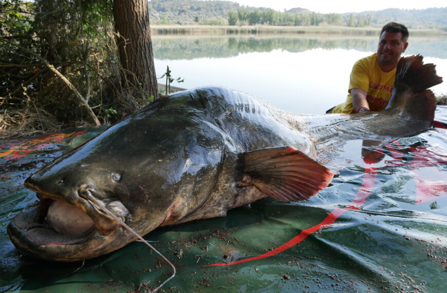 Angeln Am Ebro bei extreme ebrofishing zum Vollmond im Mai