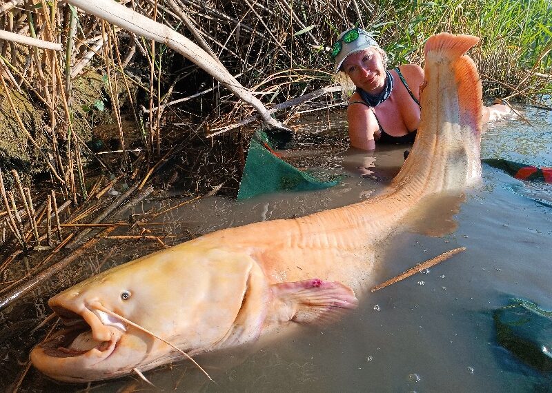 sommer angeln auf wels am ebro
