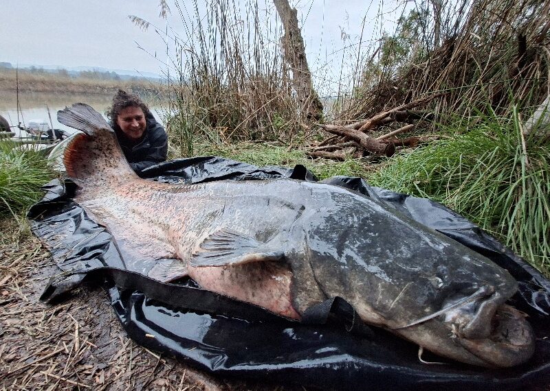 ebro welse anfang märz