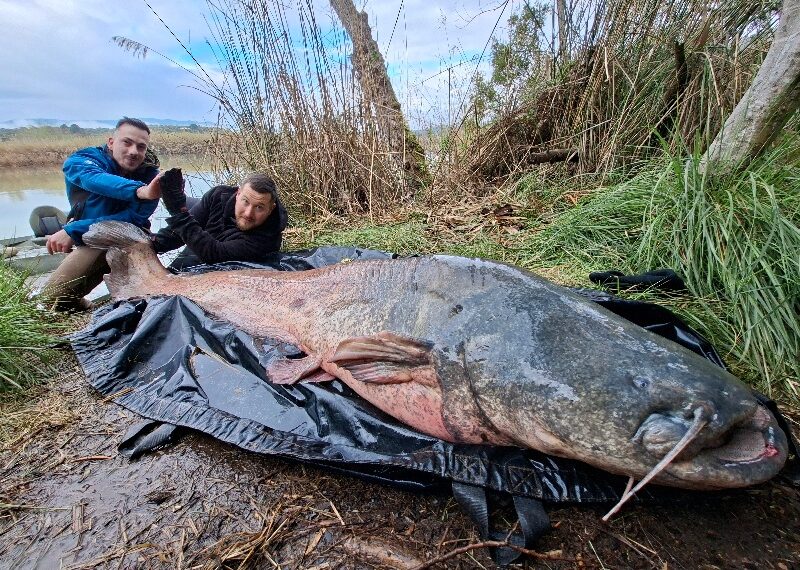 Digge bungee ebro waller beim vollguing im märz