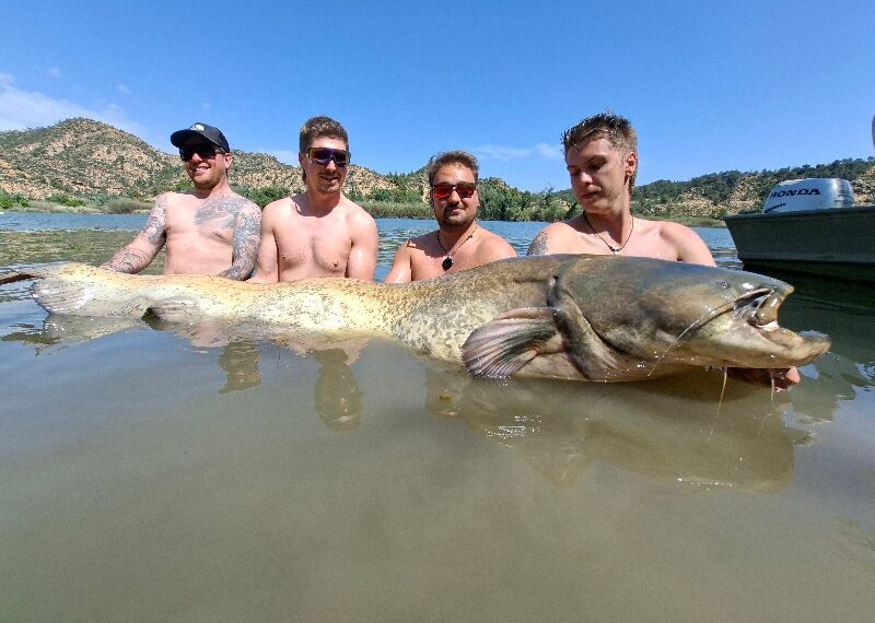 abgefischt beim vollguiding am ebro welsangeln mit erfolg