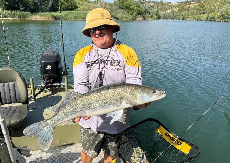 guiding auf zander mit fischen bis 91 cm im mai